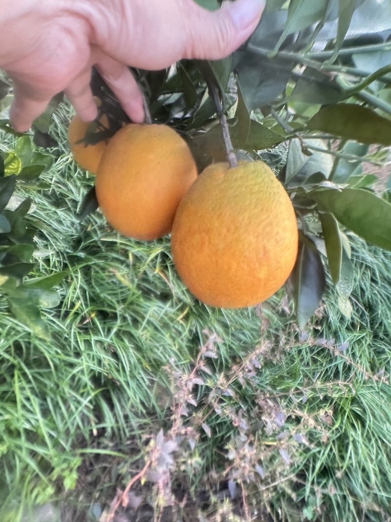纽荷尔脐橙