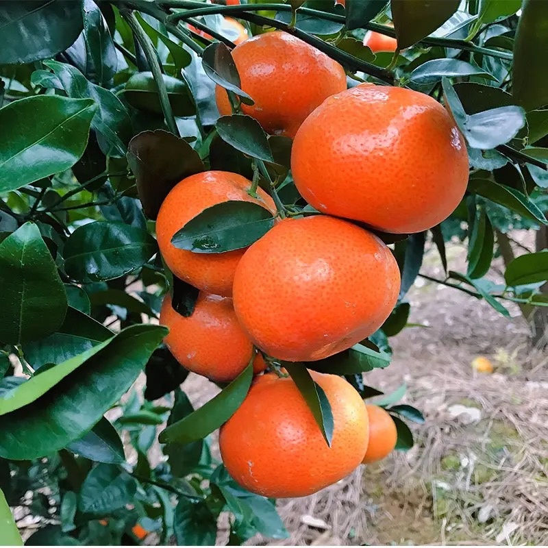 广西50万斤默科特待嫁，欢迎各位老板来电洽谈