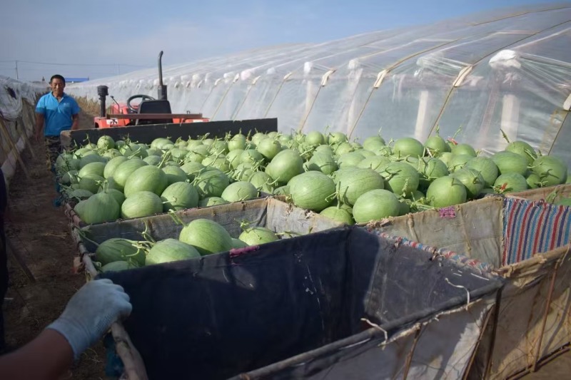 菠萝蜜精品黄瓤西瓜种极早熟高糖口感香甜风味佳黄瓤西瓜种子
