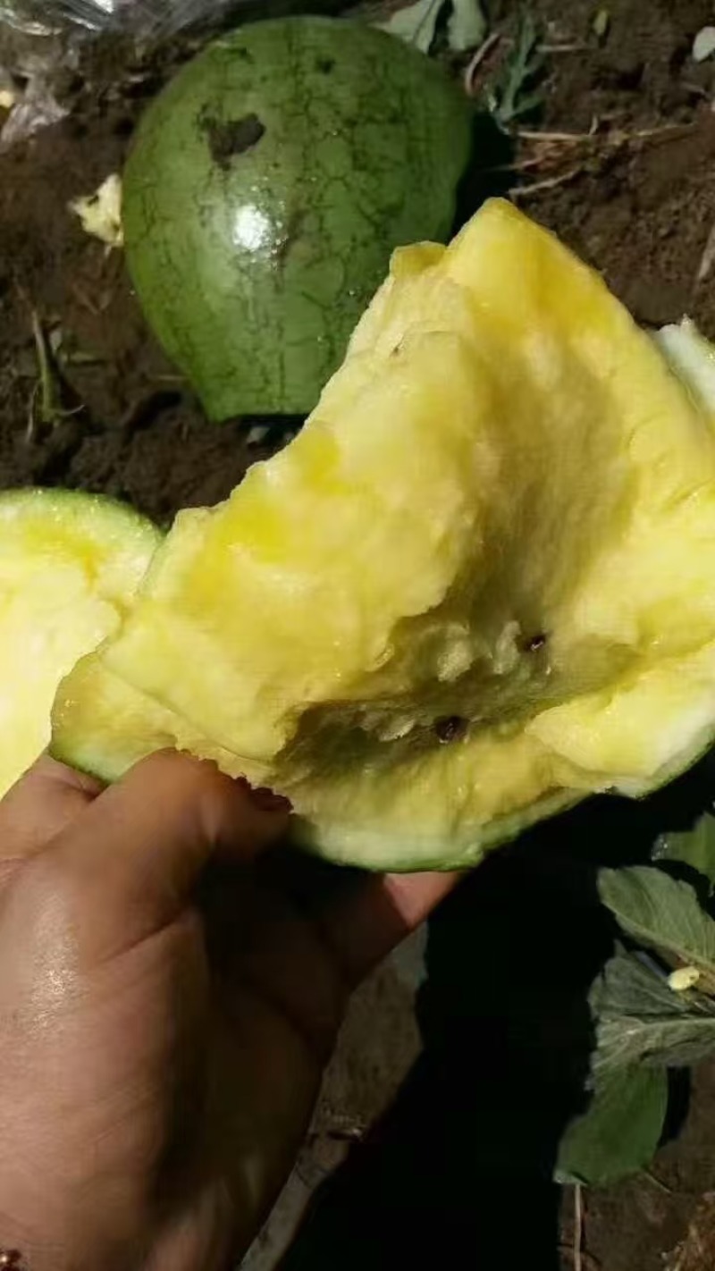 菠萝蜜精品黄瓤西瓜种极早熟高糖口感香甜风味佳黄瓤西瓜种子