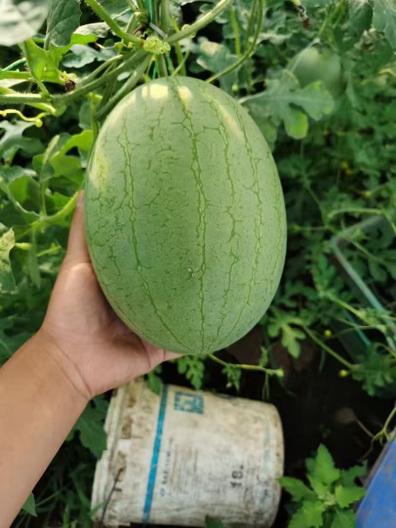 菠萝蜜精品黄瓤西瓜种极早熟高糖口感香甜风味佳黄瓤西瓜种子