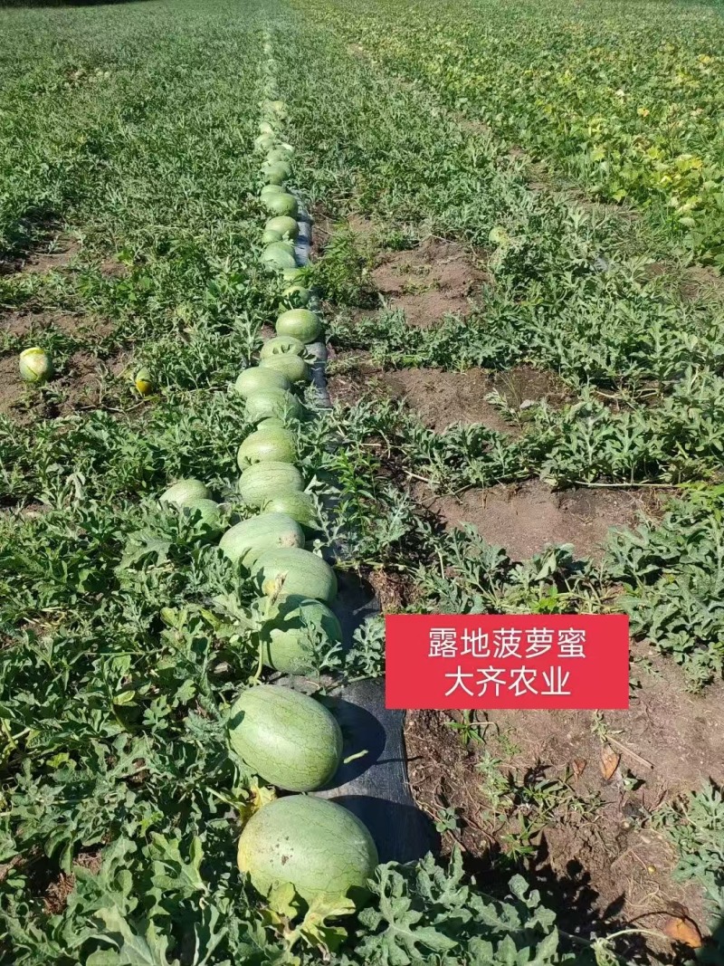 菠萝蜜精品黄瓤西瓜种极早熟高糖口感香甜风味佳黄瓤西瓜种子