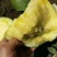 西瓜种子菠萝蜜精品黄瓤西瓜极早熟高糖口感香甜风味佳黄瓤西