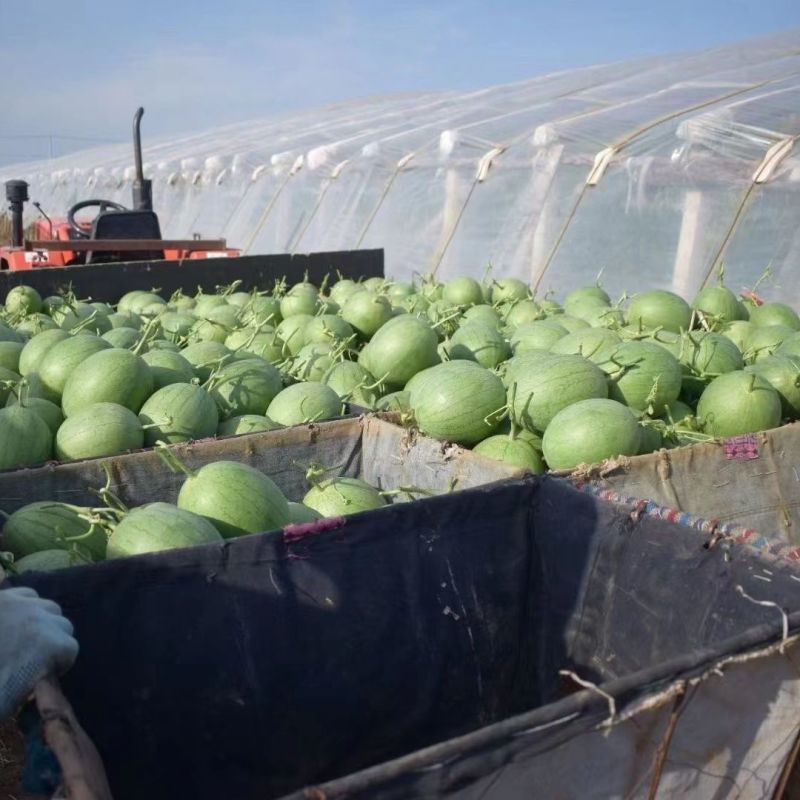西瓜种子菠萝蜜精品黄瓤西瓜极早熟高糖口感香甜风味佳黄瓤西