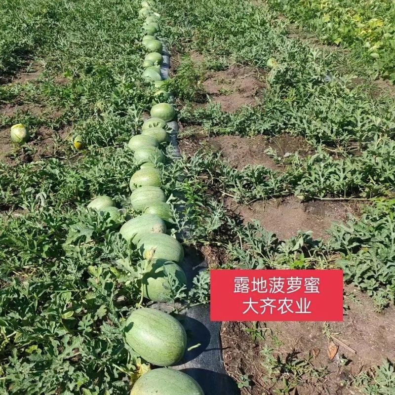 西瓜种子菠萝蜜精品黄瓤西瓜极早熟高糖口感香甜风味佳黄瓤西