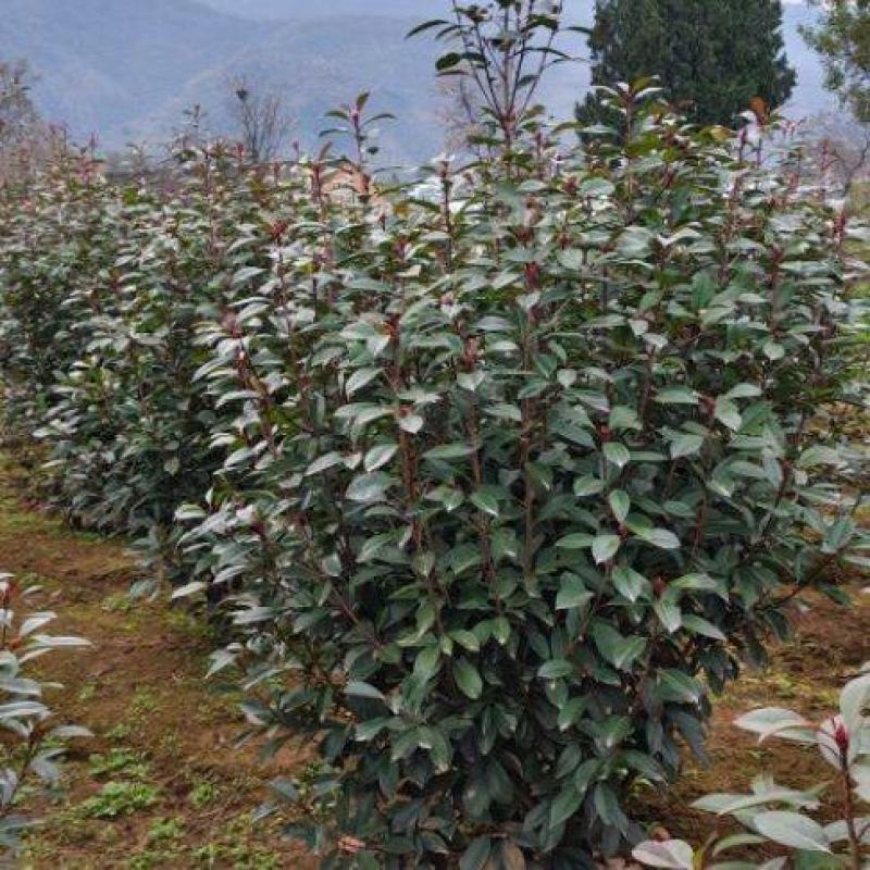 丛生红叶石楠高150厘米冠福130厘米左右