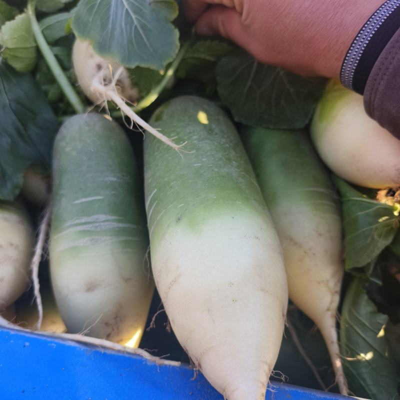 青萝卜大量有货有货