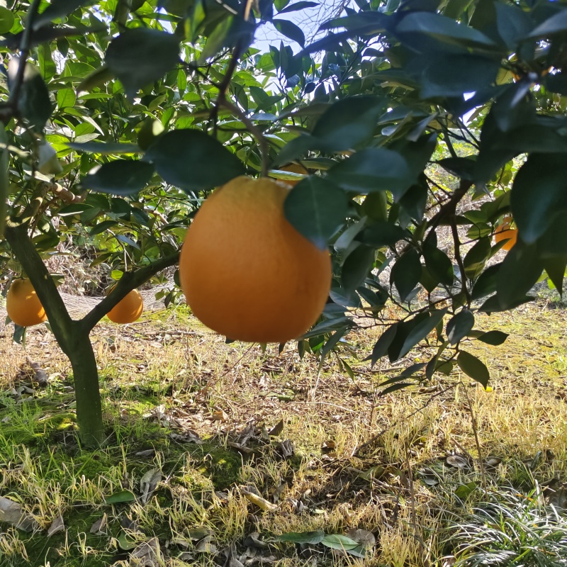 湖北宜昌纽荷尔脐橙