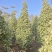 2511供应牛奶榕花叶三角榕泰国心叶榕塔球型