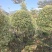 2511供应牛奶榕花叶三角榕泰国心叶榕塔球型