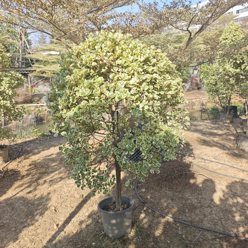 2511供应牛奶榕花叶三角榕泰国心叶榕塔球型