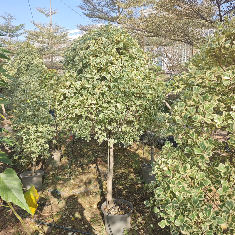 2511供应牛奶榕花叶三角榕泰国心叶榕塔球型