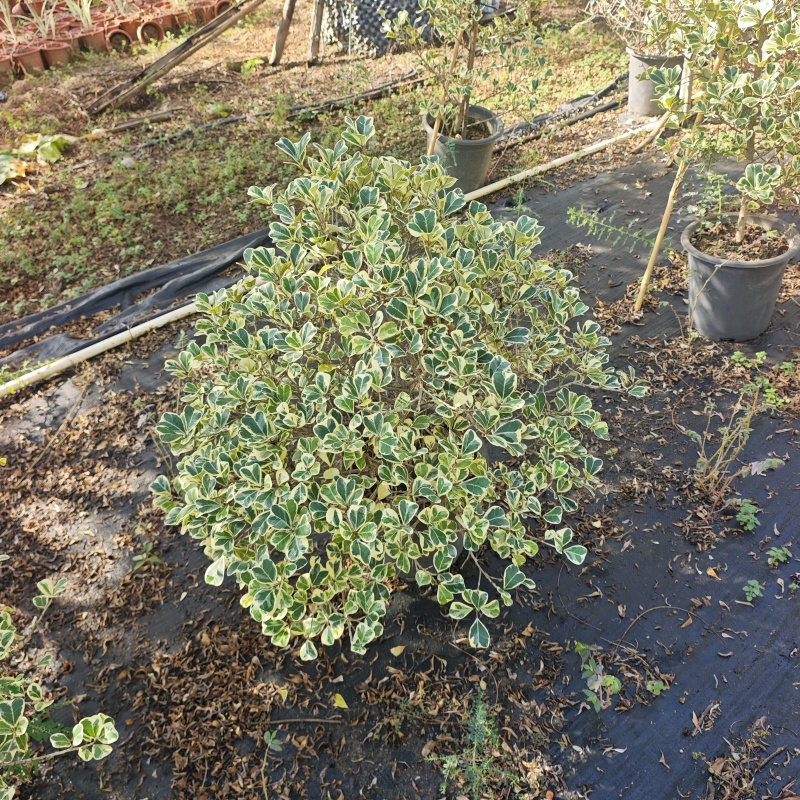 2511供应牛奶榕花叶三角榕泰国心叶榕塔球型