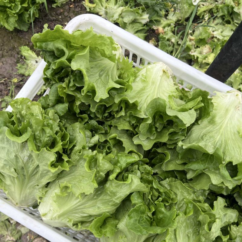 精品生菜大量上市现摘现发品质优可对接市场商超欢迎咨来电