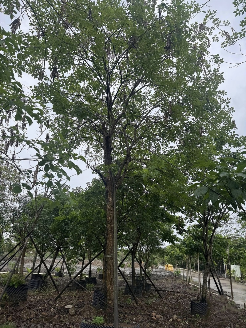 2511供应多花黄花风铃木15-20cm全冠假植苗