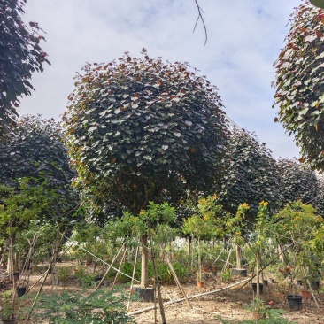 2511长期供应红叶黄槿紫叶黄瑾花叶彩叶1-30c