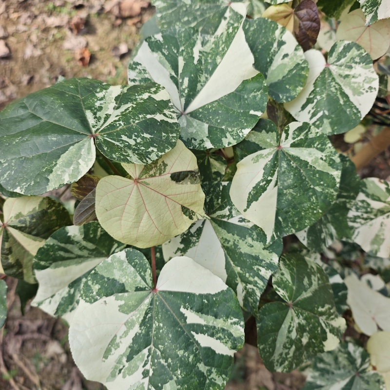 2511长期供应红叶黄槿紫叶黄瑾花叶彩叶1-30c