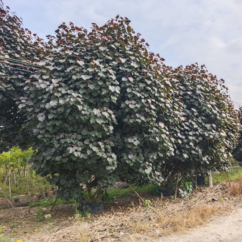 2511长期供应红叶黄槿紫叶黄瑾花叶彩叶1-30c