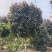 2511长期供应红叶黄槿紫叶黄瑾花叶彩叶1-30c