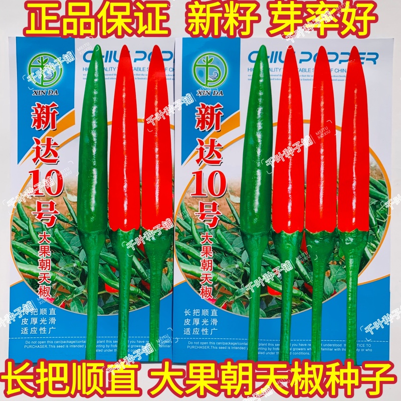 新达10号大果朝天椒种子中晚熟椒形光滑顺直油亮皮厚硬度好