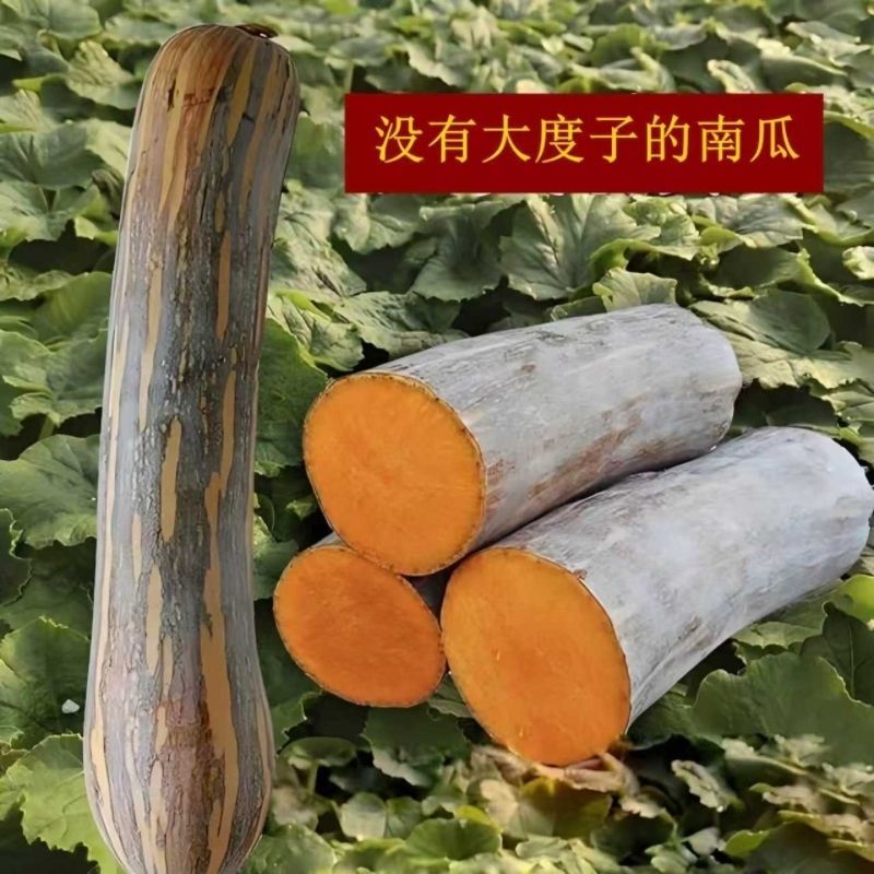 矫健一号杂交长棒型南瓜种子内腔小果肉紧密口感甜糯耐储运