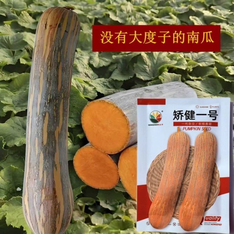 矫健一号杂交长棒型南瓜种子内腔小果肉紧密口感甜糯耐储运