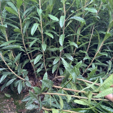 杨梅实生苗，嫁接东魁，嫁接黑炭，嫁接水晶杨梅