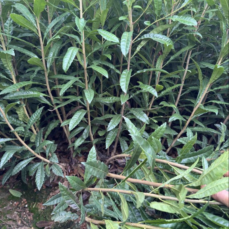杨梅实生苗，嫁接东魁，嫁接黑炭，嫁接水晶杨梅