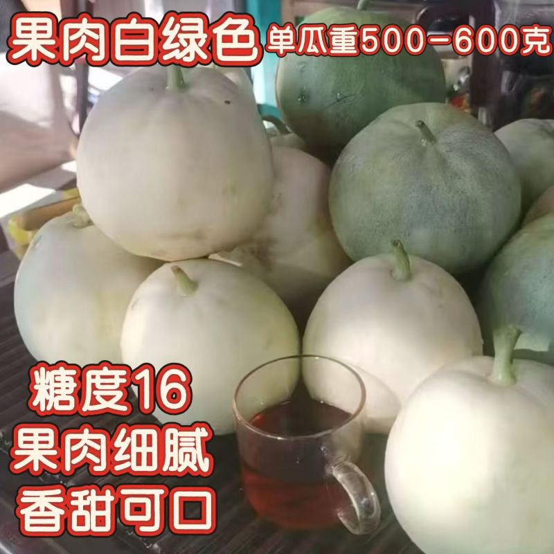 雪印明日香白皮甜瓜种子口感好薄皮香甜高产抗病商品佳