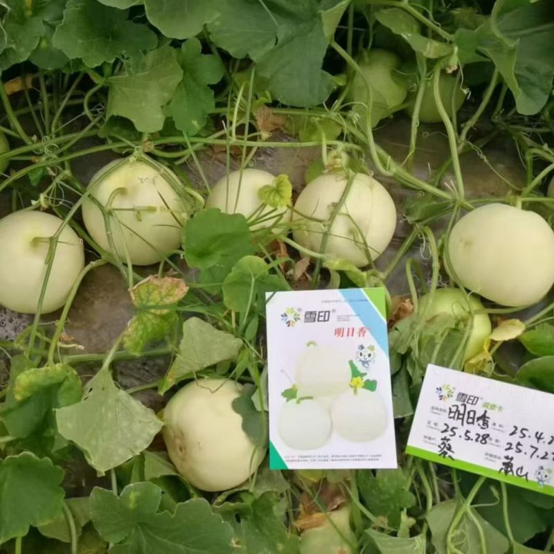 雪印明日香白皮甜瓜种子口感好薄皮香甜高产抗病商品佳