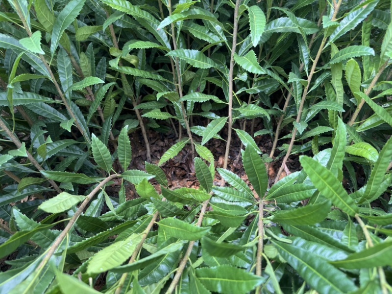 杨梅实生苗，嫁接东魁，嫁接黑炭，嫁接水晶杨梅