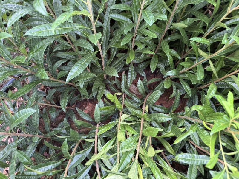 杨梅实生苗，嫁接东魁，嫁接黑炭，嫁接水晶杨梅