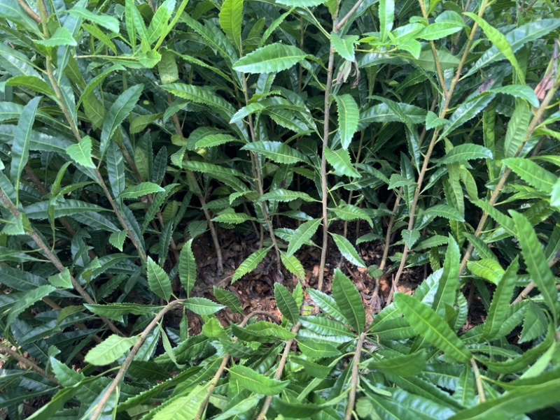 杨梅实生苗，嫁接东魁，嫁接黑炭，嫁接水晶杨梅