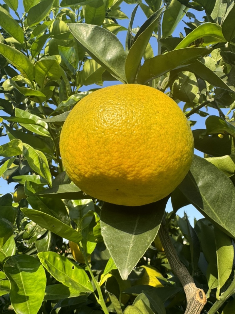 来自湖北公安的葡萄柚