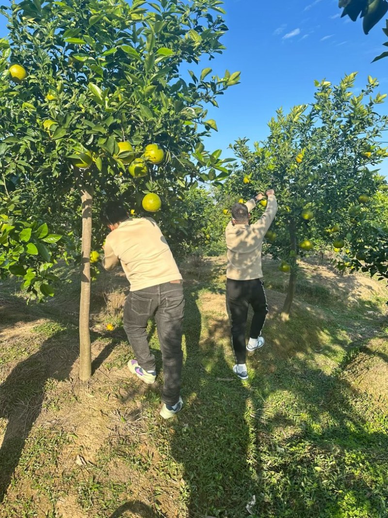 来自湖北公安的葡萄柚