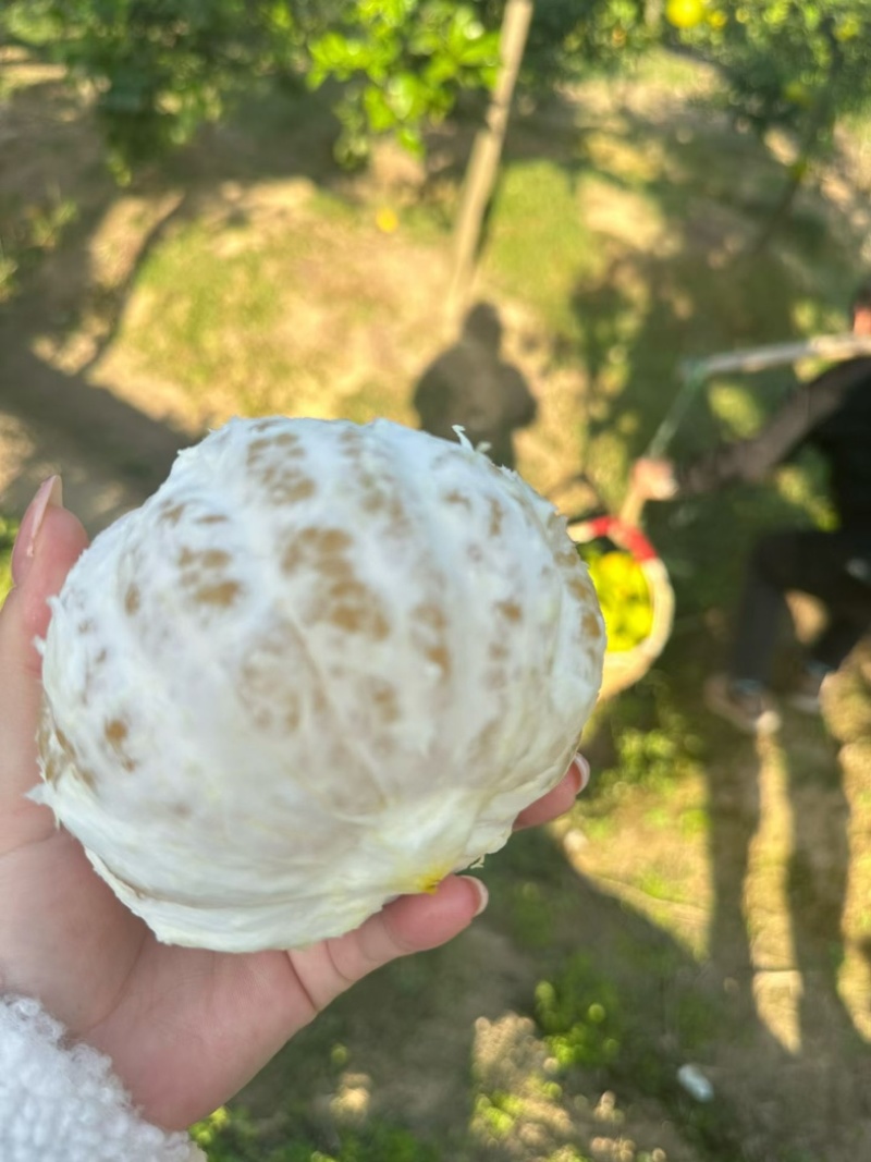 来自湖北公安的葡萄柚