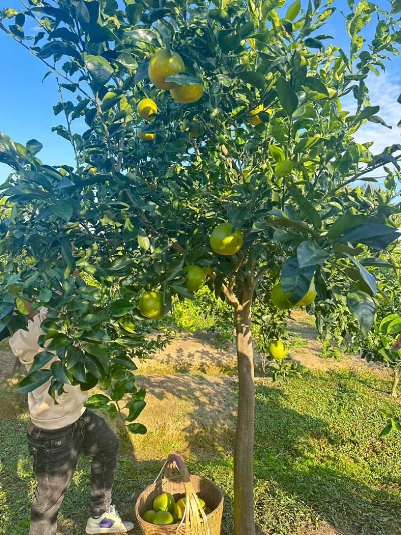 来自湖北公安的葡萄柚
