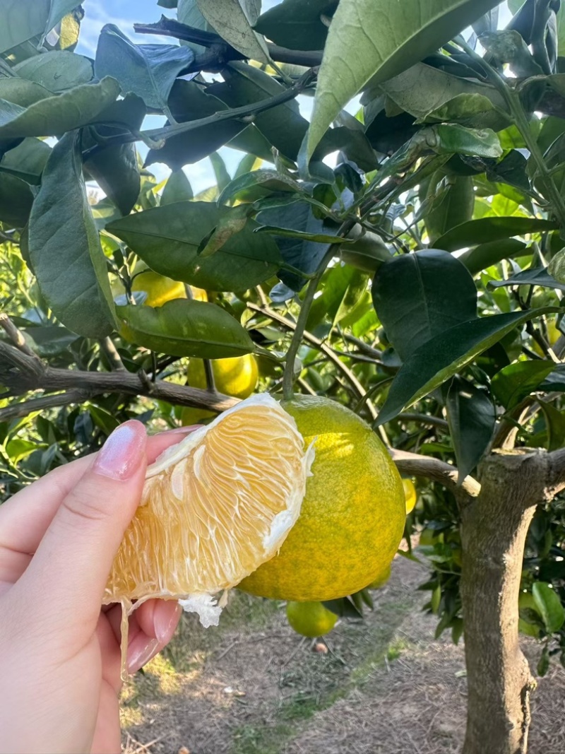 来自湖北公安的葡萄柚
