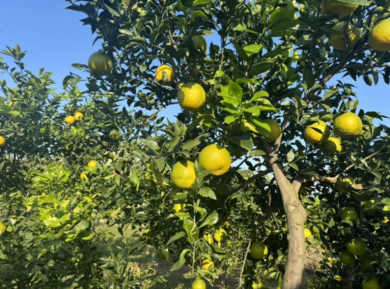 来自湖北公安的葡萄柚
