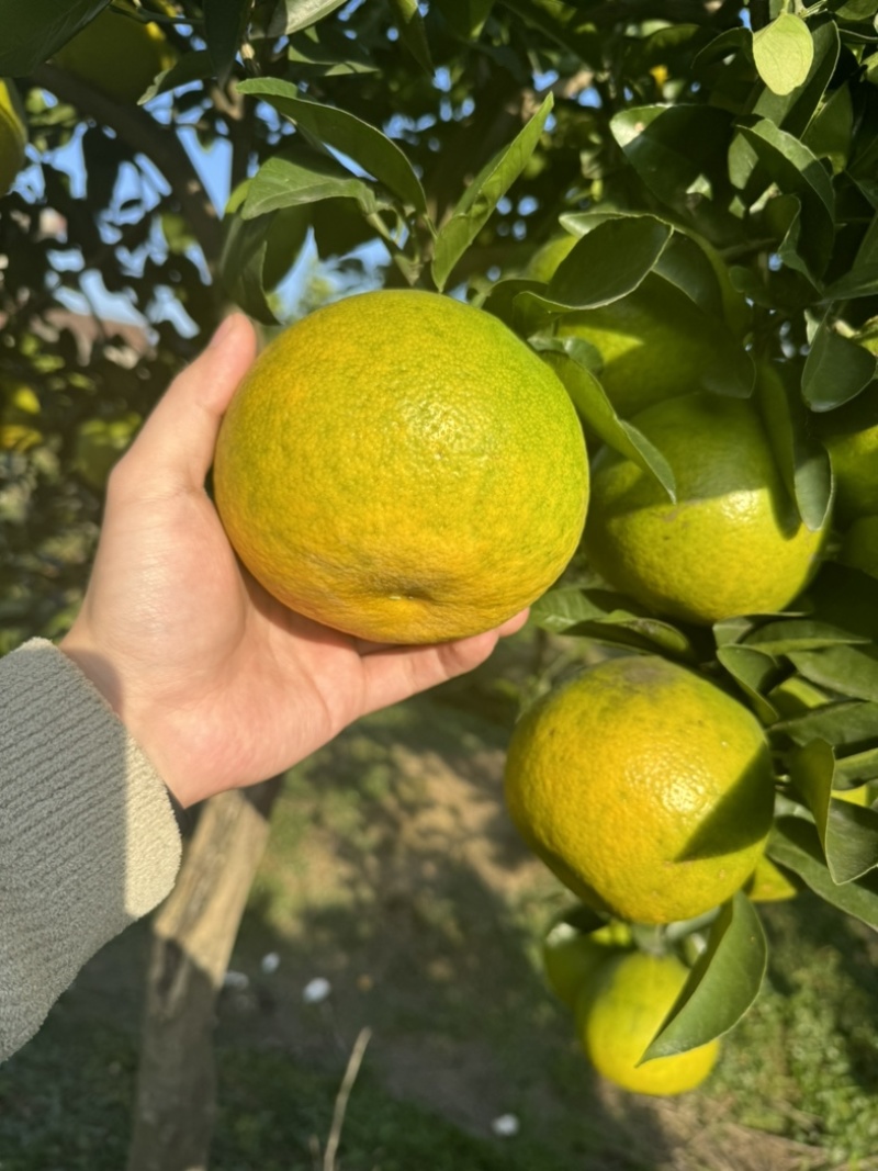 来自湖北公安的葡萄柚