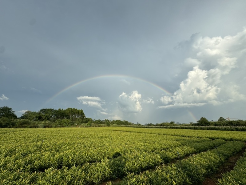 杨梅实生苗，嫁接东魁，嫁接黑炭，嫁接水晶杨梅