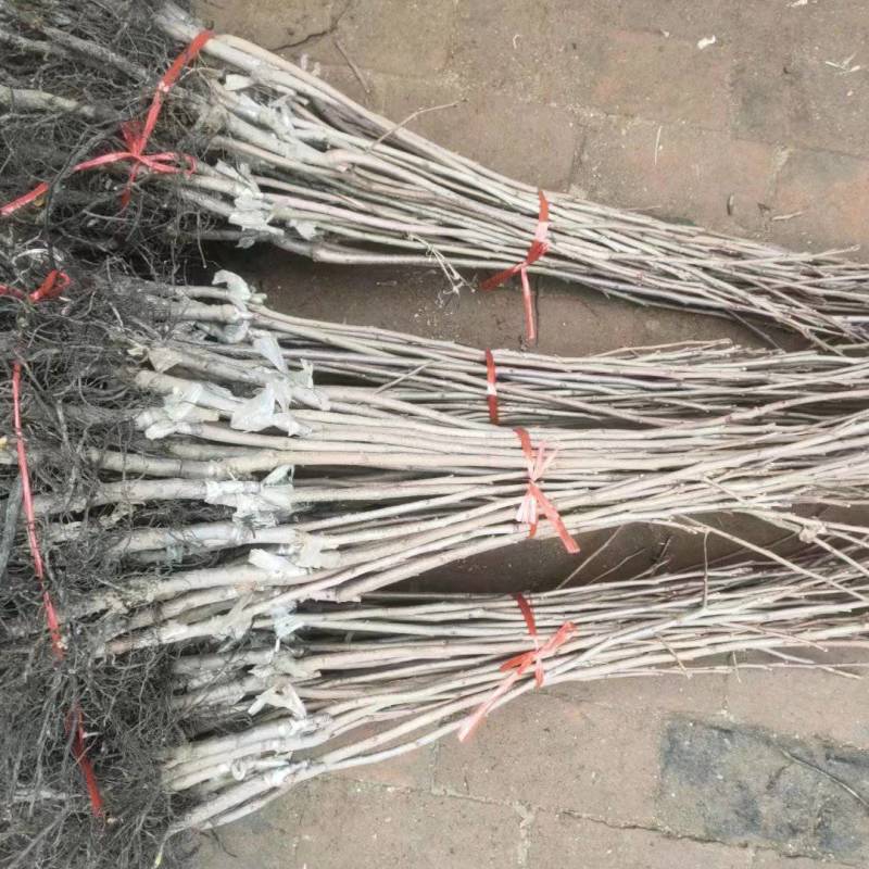 批发甜柿子树苗水果柿子苗磨盘柿子苗价格优惠