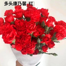 多头康乃馨多丁