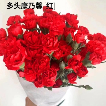多头康乃馨多丁