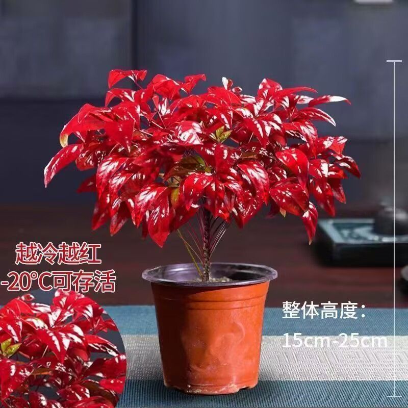 火焰南天竹盆栽冬季耐寒红叶绿植室内外客厅阳台四季好养植物