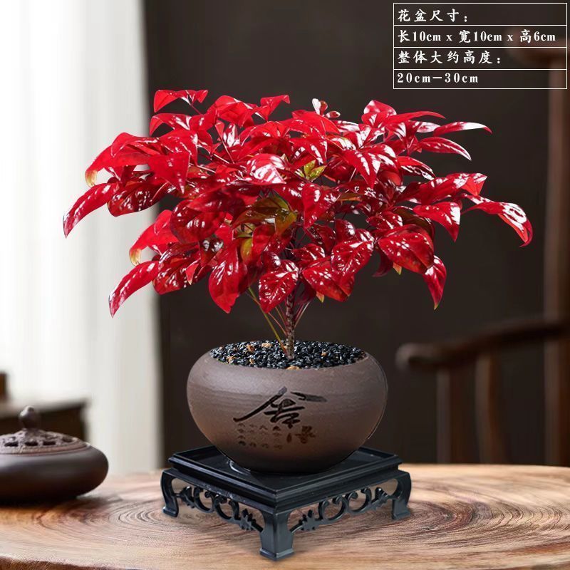 火焰南天竹盆栽冬季耐寒红叶绿植室内外客厅阳台四季好养植物