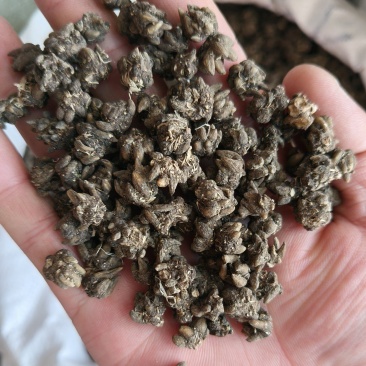 猫爪草产地直供小颗粒中颗粒大颗粒