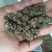 猫爪草产地直供小颗粒中颗粒大颗粒