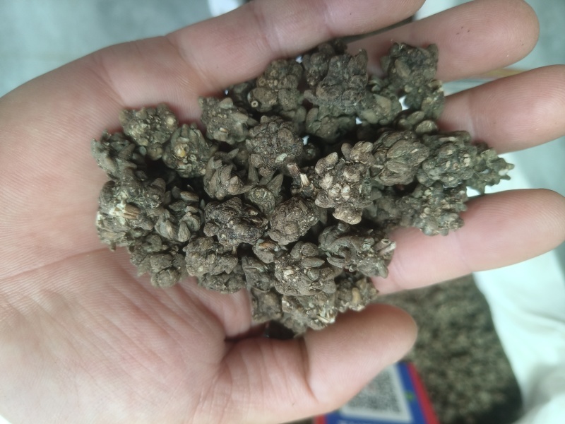猫爪草产地直供小颗粒中颗粒大颗粒