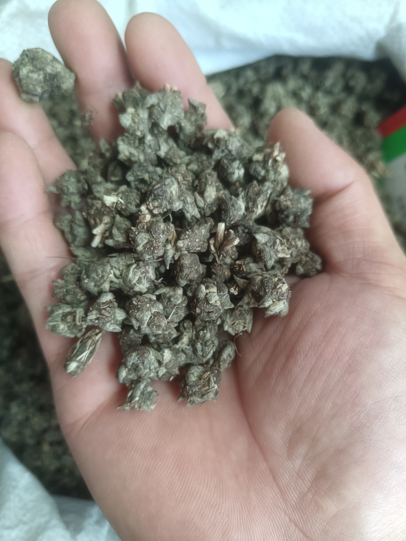 猫爪草产地直供小颗粒中颗粒大颗粒